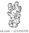 Ginger root on a white background. Vector graphics. 123350795
