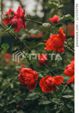 Vibrant Red Roses Are Beautifully in Bloom, Flourishing Amid Lush and Lively Green Foliage Vibrant Red Roses Are Beautifully in Bloom, Flourishing Amid Lush and Lively Green Foliage 123350799