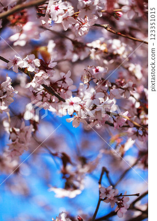 Blooming sakura tree with pink petals, springtime background, close-up Blooming sakura tree with pink petals, springtime background, close-up 123351015