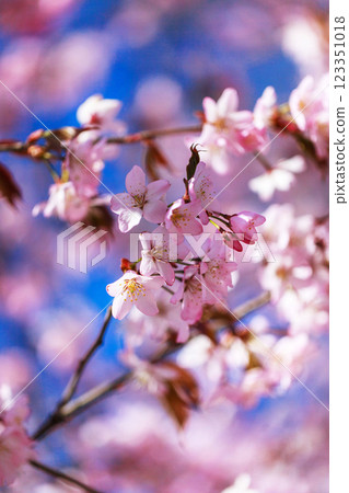 Blooming sakura tree with pink petals, springtime background, close-up 123351018