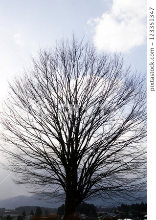 A large Zelkova tree in the spring light A large Zelkova tree in the spring light 123351347