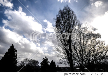 A large Zelkova tree in the spring light and flowing clouds A large Zelkova tree in the spring light and flowing clouds 123351348