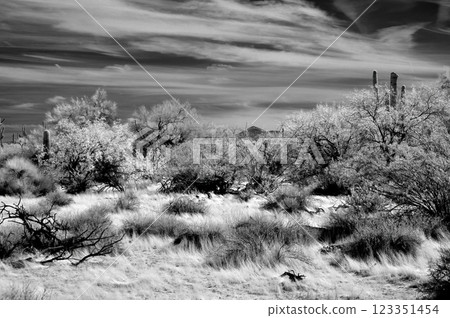 Sonora Desert Arizona in Infrared Sonora Desert Arizona in Infrared 123351454