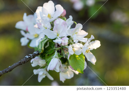 Close-Up of Blooming Apple Blossoms with Soft Focus Background Close-Up of Blooming Apple Blossoms with Soft Focus Background 123351480