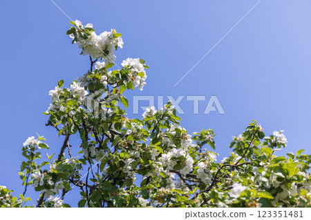 Blooming Apple Tree Branches with White Flowers Against a Clear Blue Sky 123351481