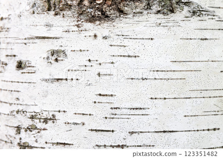 Close-Up of Birch Tree Bark with Unique Texture of Straight Lines 123351482