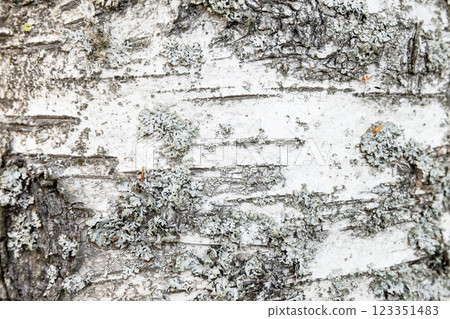 Close-Up of Birch Tree Bark with Unique Texture and Natural Patterns Close-Up of Birch Tree Bark with Unique Texture and Natural Patterns 123351483