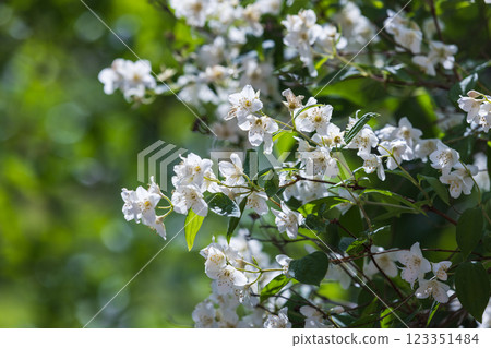 White Jasmine Flowers Blooming on a Bright Day in a Green Garden White Jasmine Flowers Blooming on a Bright Day in a Green Garden 123351484