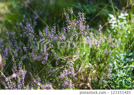 Wild heather flowers blooming amongst green vegetation in the forest 123351485