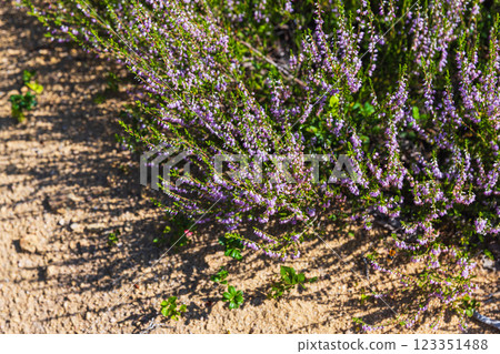Heather flowers blooming in the forest, illuminated by sunlight Heather flowers blooming in the forest, illuminated by sunlight 123351488