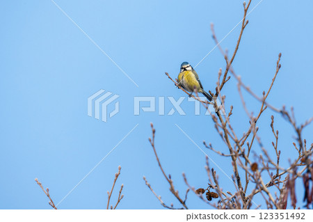 Colorful little bird is on the branch. Small Eurasian blue tit Colorful little bird is on the branch. Small Eurasian blue tit 123351492