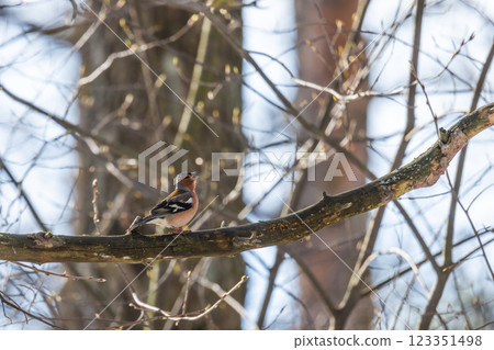 Little bird sings on the branch on a sunny day. The Eurasian chaffinch Little bird sings on the branch on a sunny day. The Eurasian chaffinch 123351498