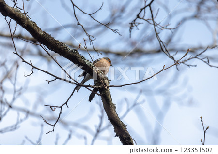Little bird is on the branch. The Eurasian chaffinch, common chaffinch Little bird is on the branch. The Eurasian chaffinch, common chaffinch 123351502