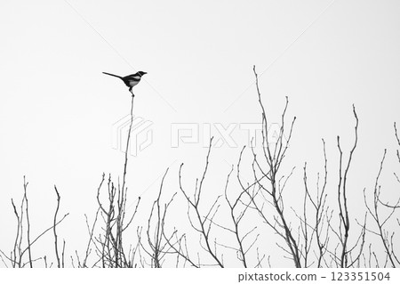 Black and white photography of a bird with long tail on top of bare tree Black and white photography of a bird with long tail on top of bare tree 123351504