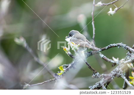 Little bird is on the branch on a spring day. Lesser whitethroat 123351529