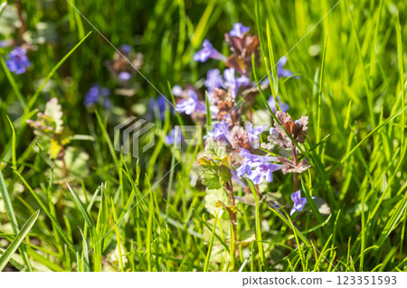 Vivid purple wildflowers sprouting amidst lush green grass 123351593