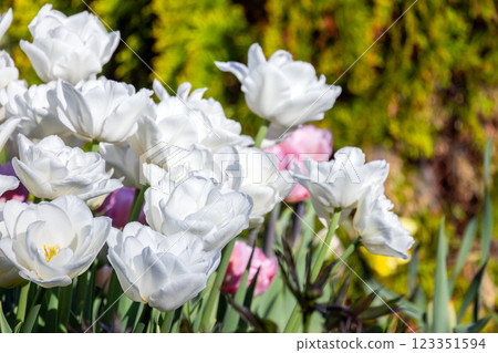 Bright white tulip flowers flourish in a lush garden setting during spring Bright white tulip flowers flourish in a lush garden setting during spring 123351594