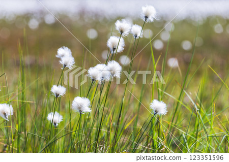 Whity fluffy flowers on a sunny day. Macro photo of Eriophorum vaginatum 123351596