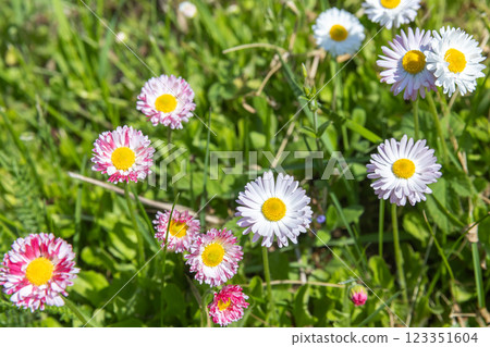 Vivid daisies with pink and white petals surrounded by lush green grass Vivid daisies with pink and white petals surrounded by lush green grass 123351604