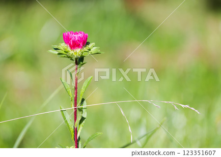 A vibrant pink wildflower blooming against a blurred green grass A vibrant pink wildflower blooming against a blurred green grass 123351607