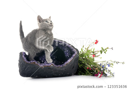 amethyst and kitten in studio amethyst and kitten in studio 123351636