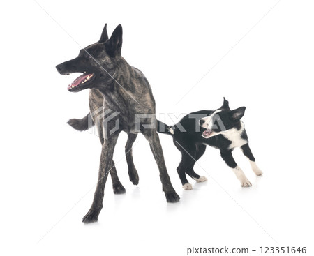 Dutch Shepherd and puppy border collie 123351646