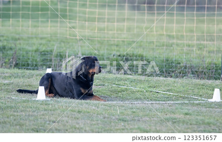 obedience training with a rottweiler 123351657