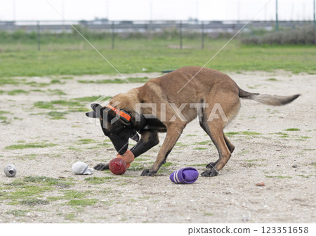 training of belgian shepherd 123351658