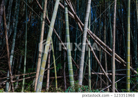 Abandoned bamboo forest 123351968