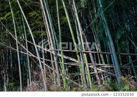 Abandoned bamboo forest Abandoned bamboo forest 123352030