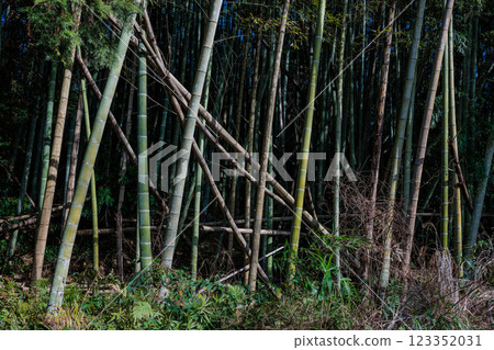 Abandoned bamboo forest 123352031