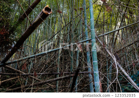 Abandoned bamboo forest Abandoned bamboo forest 123352035