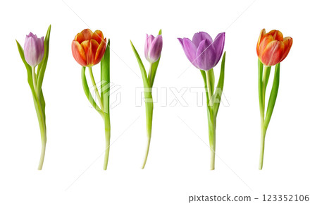 Collection of tulip flowers isolated on white background. Set of variety springtime tulip flower for holiday decoration design. 123352106
