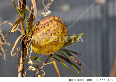 冬季氣球草果實 123352189