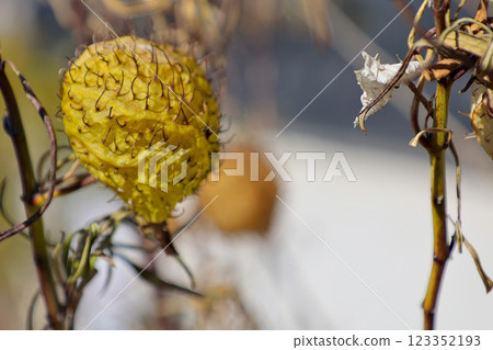 Winter balloonweed fruit Winter balloonweed fruit 123352193