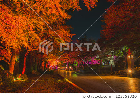 袋井市(靜岡縣)寶田山尊榮寺的紅葉亮燈活動 袋井市(靜岡縣)寶田山尊榮寺的紅葉亮燈活動 123352320