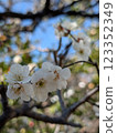 White plum 123352349
