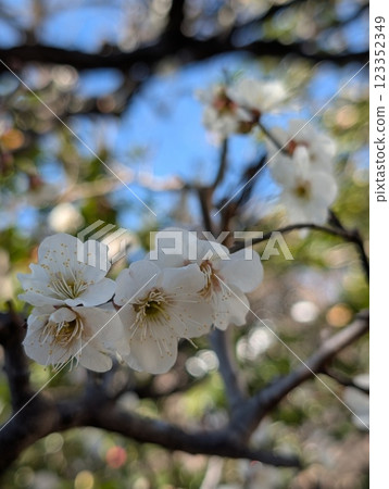 White plum White plum 123352349