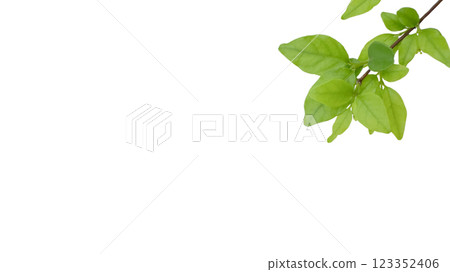 Cut out of tree leaves on white background with clipping paths. The detailed structure and lush foliage are highlighted, emphasizing natural beauty and form of nature. 123352406