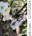 Plum blossoms 123352824