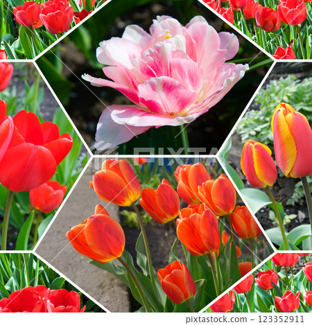 Red tulip flowers on the background of the spring garden. Red tulip flowers on the background of the spring garden. 123352911