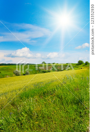 Wheat field on a hilly terrain and bright sun. Wheat field on a hilly terrain and bright sun. 123352930