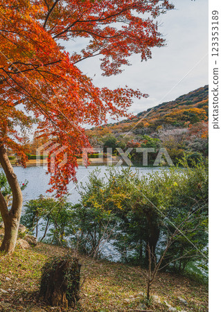 田原市滝頭公園的山與池塘的紅葉（愛知縣） 123353189