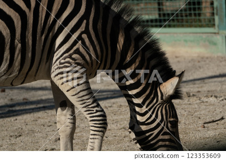 Zebra Zoo Enclosure; daytime; grazing animal conservation. A plains zebra grazes in a zoo enclosure during the daytime, showcasing animal conservation efforts. 123353609