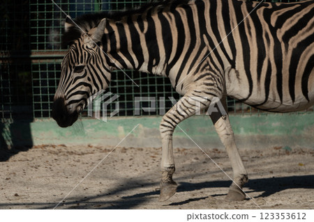 Zebra Zoo Enclosure Walking Captivity: A plains zebra walks within a zoo enclosure, likely for conservation, daytime. Zebra Zoo Enclosure Walking Captivity: A plains zebra walks within a zoo enclosure, likely for conservation, daytime. 123353612