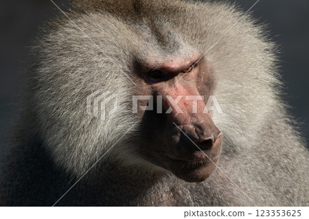 Baboon Portrait Zoo Animal Closeup. A hamadryas baboon stares intensely at the camera, its long, gray fur and prominent snout visible. Baboon Portrait Zoo Animal Closeup. A hamadryas baboon stares intensely at the camera, its long, gray fur and prominent snout visible. 123353625
