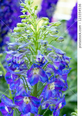 Dark blue Delphinium flowers growing in summer garden. 123354536