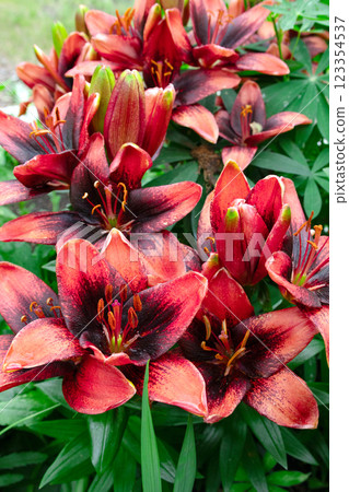 Asiatic lily flowers with dark red and black petals. 123354537