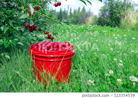 Orchard of sour cherry trees and a bucket with ripe berries. 123354539