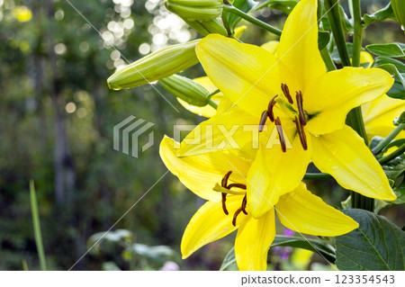 Vibrant yellow Asiatic lilies blooming among green foliage. 123354543